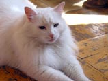 В Москве проходят реабилитацию более 80 кошек, отобранных у пенсионерки по решению суда