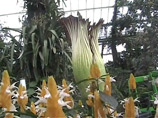 Самый вонючий в мире цветок распустился в ботаническом саду Флоренции