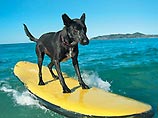 В Калифорнии состоялся чемпионат мира по серфингу среди собак

