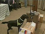 Заместитель министра торговли Малайзии вручил правительственные медали двум собакам, лабрадорам Лаки и Фло, за их помощь в борьбе с видеопиратами