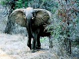Южноафриканский защитник природы "договорился" с агрессивным слоном на его языке и спас группу туристов