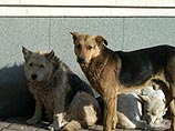 Центр защиты прав животных "Вита" подал в прокуратуру заявление с требованием расследовать факты зверского обращения с животными рабочими мигрантами