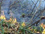 "Пожар возник в труднодоступном месте, горит лес, растущий на отвесной скале", - сказал представитель пресс-службы