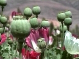 Афганистан вышел на первое место в мире по производству опиума