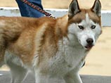 В Австралии домашняя собака загрызла ребенка, которому было две недели В Австралии домашняя собака загрызла ребенка, которому было две недели