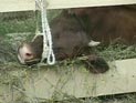Калифорния ввела штрафы за перерасход воды - до 500 долларов в день Калифорния ввела штрафы за перерасход воды - до 500 долларов в день
