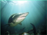Спасатель на одном из нью-йоркских пляжей не позволил отдыхающим убить акулу
