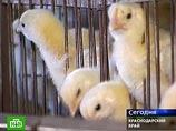 На птицефабрике ЗОА "Лебяжье-Чепигинское" в Брюховецком районе Краснодарского края, где выявлена вспышка "птичьего гриппа" среди кур, продолжается утилизация птицы