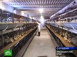 На птицефабрике в Краснодарском крае сожжено около 24 тысяч кур из корпуса, где был выявлен вирус "птичьего гриппа"