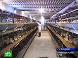На птицефабрике в Краснодарском крае сожжено около 24 тысяч кур из корпуса, где был выявлен вирус "птичьего гриппа" На птицефабрике в Краснодарском крае сожжено около 24 тысяч кур из корпуса, где был выявлен вирус "птичьего гриппа"