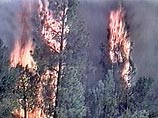В Дербентском районе Дагестана разбушевался сильный лесной пожар