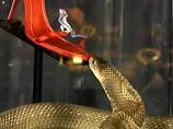 В Лондоне универмаг Harrod's нанял кобру для охраны прилавка с модной обувью В Лондоне универмаг Harrod's нанял кобру для охраны прилавка с модной обувью