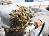 На эстонском острове Рухну прошел дождь из клопов
На эстонском острове Рухну прошел дождь из клопов