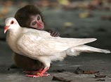 Любовь и голуби: птица вернула макаку-младенца  к жизни 