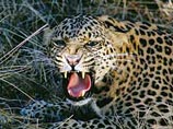 В Сочи ученые приступили к реализации программы по возвращению на Кавказ популяции леопардов 