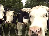 "На дорогу пытались вывести крупный рогатый скот - коров, чтобы мы не смогли проехать", - сказала лидер БЮТ.