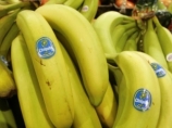 Банановая компания Chiquita подверглась самому большому в истории США штрафу за нарушение антитеррористического законодательства - в течение многих лет она сотрудничала с наркотеррористическими группами Колумбии