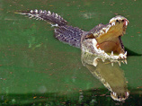 В штате Южная Каролина крокодил напал на ныряльщика. Мужчина в больнице, в критическом состоянии
