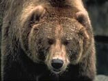 В Красноярском крае дикий медведь забрался в дом и задрал двух человек