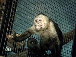 Европарламент потребовал запрета экспериментов над приматами