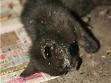 Днепропетровские маньяки, которые обвиняются в 16 убийствах, тренировались на кошках Днепропетровские маньяки, которые обвиняются в 16 убийствах, тренировались на кошках