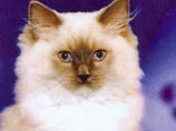 Детям предлагалось выбрать имя для котенка, который вошел в число участников программы в январе 2006 года.