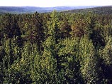 Министерство природных ресурсов может отобрать у Карелии право распоряжаться республиканским лесным фондом и вернуть его на федеральный уровень