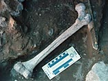 В Грузии нашли четыре скелета человекообразных существ возрастом 1,8 миллионов лет