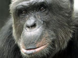 В Австрии опекуны 26-летнего шимпанзе требуют признать его "личностью"