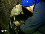 Литве не хватает доярок и трактористов, их выпишут из соседних стран Литве не хватает доярок и трактористов, их выпишут из соседних стран