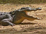 Вывод ученых: крокодилы действительно могут плакать во время еды