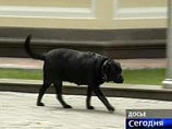 Они попросят создать и установить скульптуру Кони Полгрейв - собаки Путина - с соответствующим посланием "Лучшему другу Президента - собаке Кони"