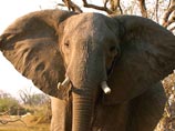 Британские ученые обнаружили любопытный факт: взрослого африканского слона, достигающего 6 тонн веса, обращает в бегство жужжание медоносной пчелы