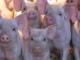 Год свиньи принес массовые заболевания чумой: в Приморье пало 210 свиней