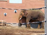 В Московском зоопарке ревнивая слониха убила женщину ударом ноги