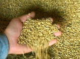 Правительство вводит экспортные пошлины на пшеницу и ячмень. Эксперты: это не остановит рост цен