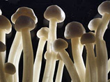 Голландия запрещает продажу в магазинах галлюциногенных грибов 