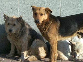В столице Бурятии Улан-Удэ в рамках месячника чистоты отлавливают бродячих собак
