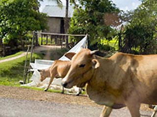Камбоджиец пустил на мясо корову, арестованную за смерти в шести автоавариях