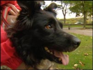 В Шотландии собака породы колли была найдена живой через три дня после того, как сорвалась с десятиметрового утеса и упала в воду