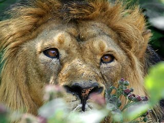 Во Франции лев загрыз сотрудника зоопарка - уже второго за свою жизнь