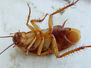 В Воронеже родились зачатые в космосе тараканы: они быстрее коричневеют