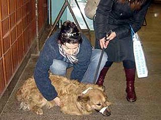Прокурор по делу охранника московского метрополитена, избившего собаку Рыжика, просит приговорить подсудимого к трем годам лишения свободы