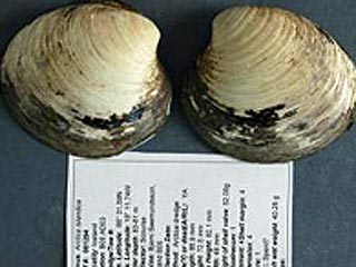 Моллюску-долгожителю от 405 до 410 лет