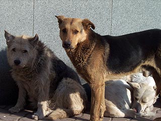 В Москве приостановлена работа сети китайских ресторанов, в которых под видом баранины подавали мясо убитых бродячих собак