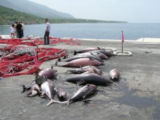 Наиболее вероятное объяснение массовой гибели дельфинов заключается в том, что они тонут после того, как запутываются в рыболовных сетях
