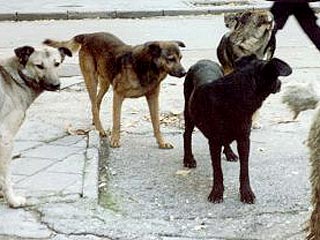 Жителям домов на Юго-Западе Москвы не дает покоя стая бродячих собак