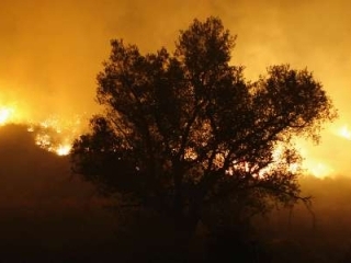 Десятилетнему ребенку, нечаянно устроившему лесной пожар в Калифорнии, грозит до трех лет тюрьмы
