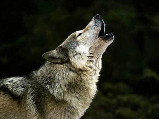 В спальные районы Петрозаводска снова пришли волки