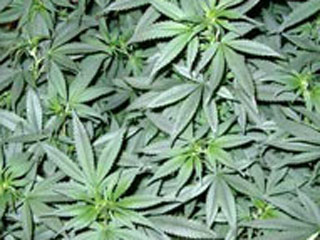 Наркоторговец попросил полицию вернуть ему похищенные 68 кг марихуаны